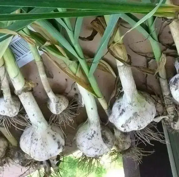 Elephant GARLIC , No Gmo Heirloom - Caribbean garden seed