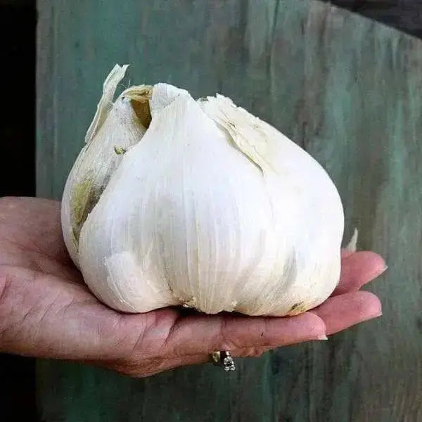 Elephant GARLIC , No Gmo Heirloom - Caribbean garden seed
