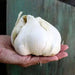Elephant GARLIC , No Gmo Heirloom - Caribbean garden seed