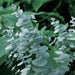 Eucalyptus Silver Dollar Seeds, Perennial shrub - Caribbean garden seed