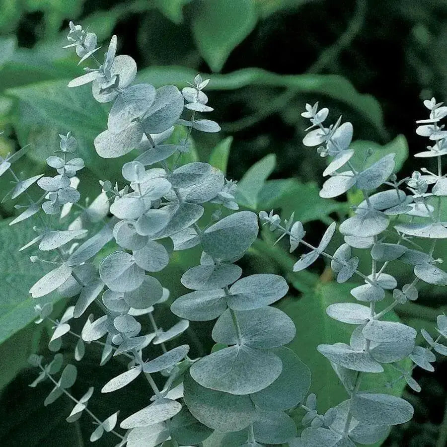 SHRUB SEEDS & PLANTS