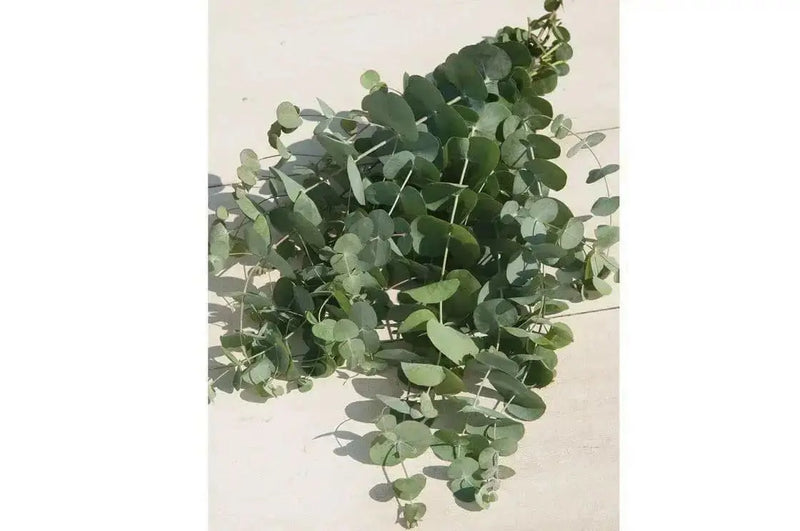 Eucalyptus Silver Dollar Seeds, Perennial shrub - Caribbean garden seed