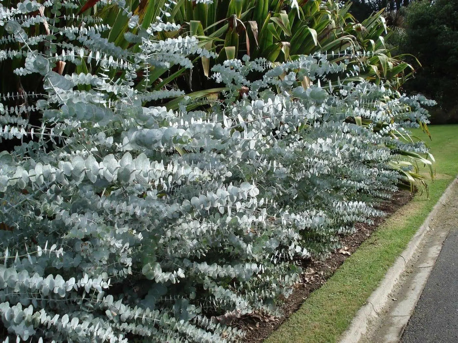 Eucalyptus Silver Dollar Seeds, Perennial shrub - Caribbean garden seed