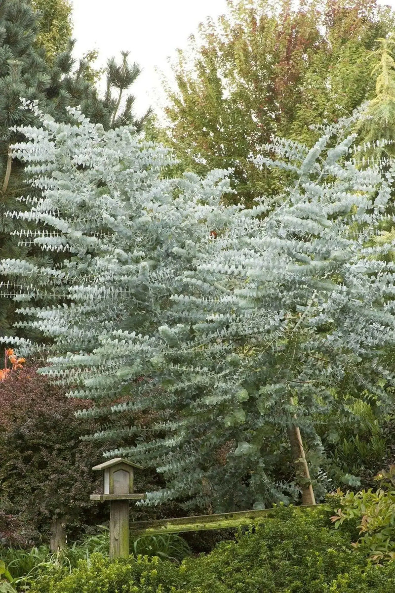 Eucalyptus Silver Dollar Seeds, Perennial shrub - Caribbean garden seed