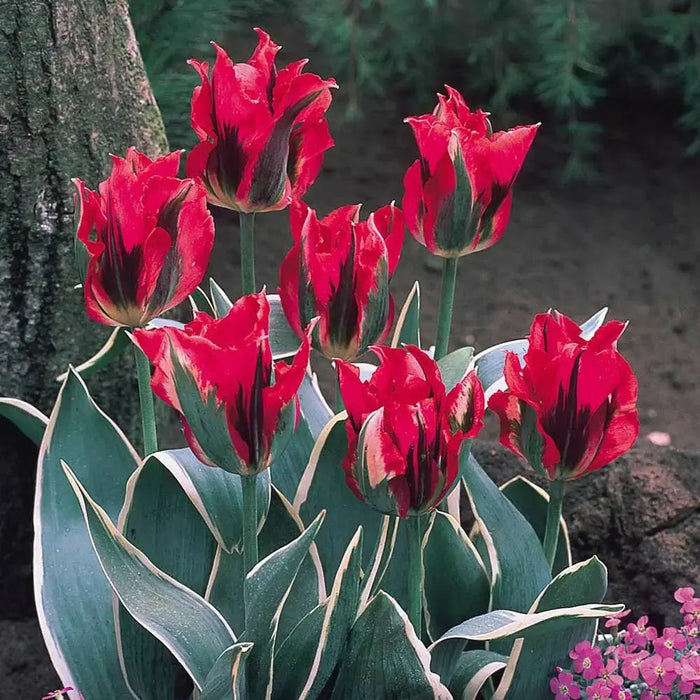 Esperanto’ Tulip Bulbs,." Lily-flowering ,Now Shipping ! - Caribbean garden seed