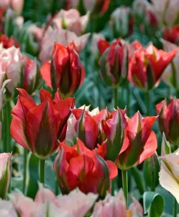 Esperanto’ Tulip Bulbs,." Lily-flowering ,Now Shipping ! - Caribbean garden seed