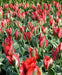 Esperanto’ Tulip Bulbs,." Lily-flowering ,Now Shipping ! - Caribbean garden seed