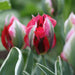 Esperanto’ Tulip Bulbs,." Lily-flowering ,Now Shipping ! - Caribbean garden seed