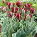 Esperanto’ Tulip Bulbs,." Lily-flowering ,Now Shipping ! - Caribbean garden seed