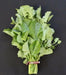 Ethiopian Kale Seeds, annual vegetable, MICROGREENS - Caribbean garden seed