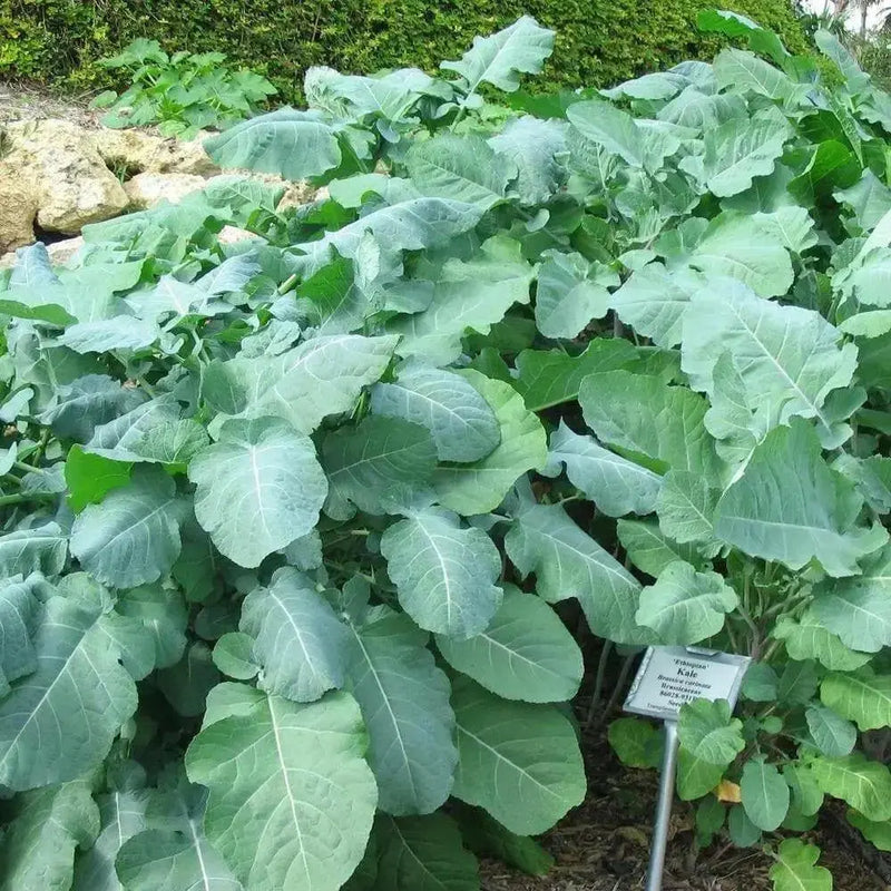 Ethiopian Kale Seeds, annual vegetable, MICROGREENS - Caribbean garden seed