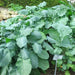 Ethiopian Kale Seeds, annual vegetable, MICROGREENS - Caribbean garden seed