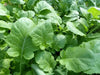 Ethiopian Kale Seeds, annual vegetable, MICROGREENS - Caribbean garden seed