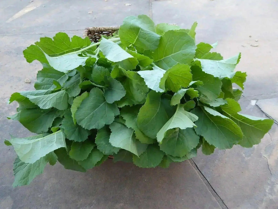 Ethiopian Kale Seeds, annual vegetable, MICROGREENS - Caribbean garden seed