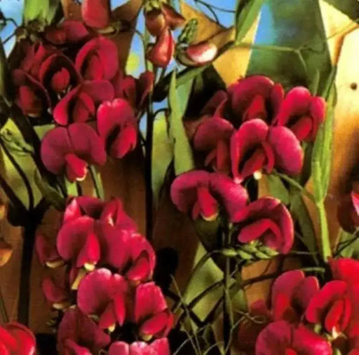 Everlasting Sweet Pea, Pearl Red  ( Lathyrus Latifolius ) Perennial VINE, - Caribbean garden seed