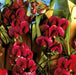 Everlasting Sweet Pea, Pearl Red  ( Lathyrus Latifolius ) Perennial VINE, - Caribbean garden seed