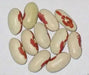 European Soldier Bean, known as Red Eye beans  Heirloom ! - Caribbean garden seed