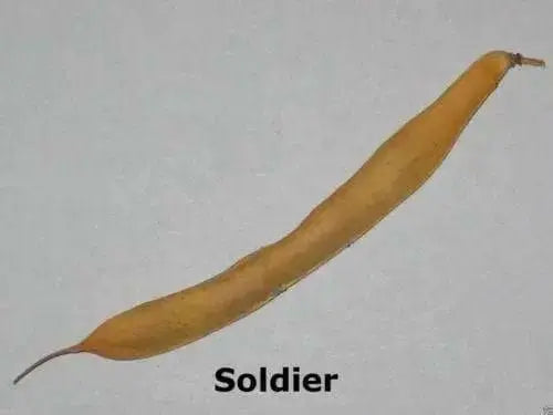 European Soldier Bean, known as Red Eye beans  Heirloom ! - Caribbean garden seed