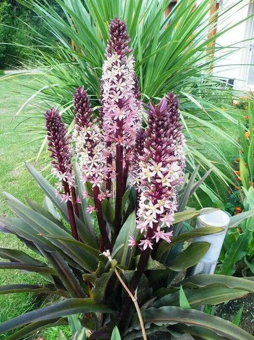 Eucomis Sparkling Burgundy (Pineapple Lily) Bulb,Elegant,Tropical . - Caribbean garden seed