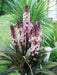 Eucomis Sparkling Burgundy (Pineapple Lily) Bulb,Elegant,Tropical . - Caribbean garden seed