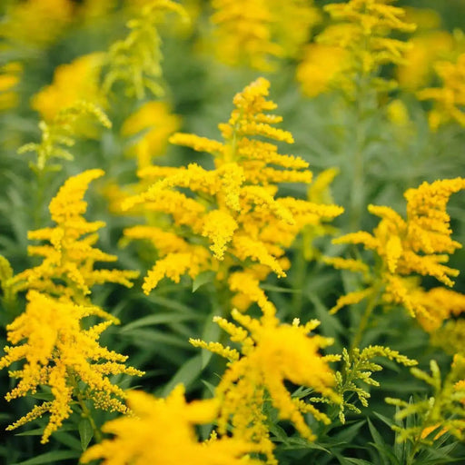 European goldenrod or woundwort SEEDS (Solidago virgaurea ) PERENNIAL HERB, FLOWERS - Caribbean garden seed