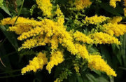 European goldenrod or woundwort SEEDS (Solidago virgaurea ) PERENNIAL HERB, FLOWERS - Caribbean garden seed