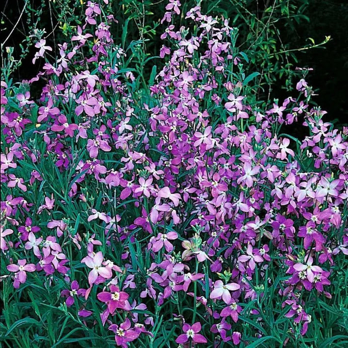 Evening Scented Stock - Matthiola longipetala, Flowers Seed - Caribbean garden seed