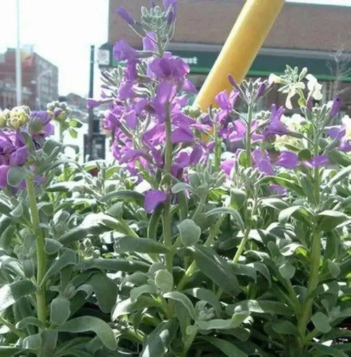 Evening Scented Stock - Matthiola longipetala, Flowers Seed - Caribbean garden seed