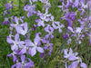 Evening Scented Stock - Matthiola longipetala, Flowers Seed - Caribbean garden seed