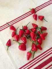 Facing heaven pepper Seeds, (Capsicum.annuum) Asian Vegetable - Caribbean garden seed