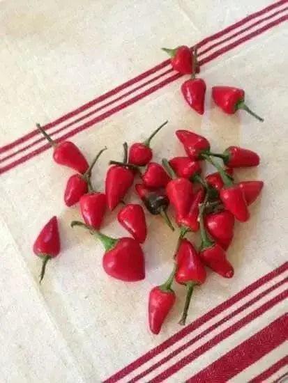 Facing heaven pepper Seeds, (Capsicum.annuum) Asian Vegetable - Caribbean garden seed