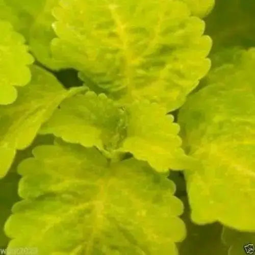 FAIRWAY YELLOW Coleus Seeds Chartreuse leaves with softer yellow veins. - Caribbean garden seed