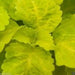 FAIRWAY YELLOW Coleus Seeds Chartreuse leaves with softer yellow veins. - Caribbean garden seed
