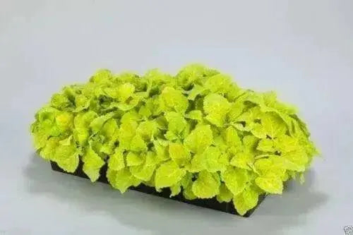 FAIRWAY YELLOW Coleus Seeds Chartreuse leaves with softer yellow veins. - Caribbean garden seed