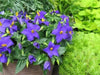 Exacum-Sapphire seeds -PEL - Compact - Caribbean garden seed