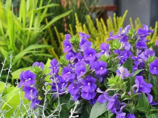 Exacum-Sapphire seeds -PEL - Compact - Caribbean garden seed