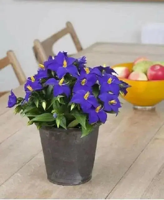 Exacum-Sapphire seeds -PEL - Compact - Caribbean garden seed