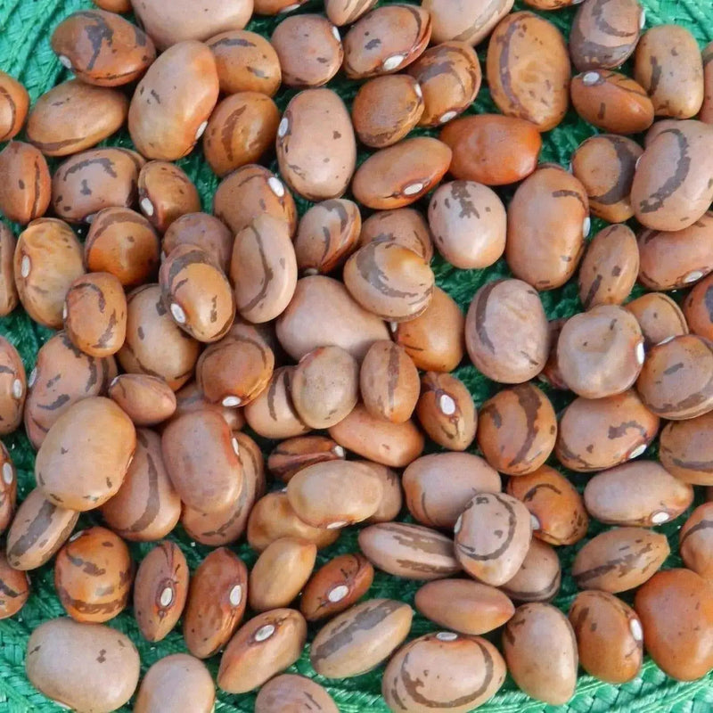 Eye Of The Goat Bean Seed, also known as, Ojo de Cabra Bean - Caribbean garden seed