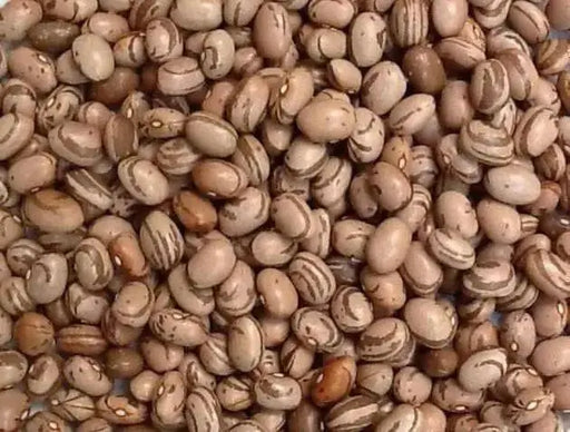 Eye Of The Goat Bean Seed, also known as, Ojo de Cabra Bean - Caribbean garden seed