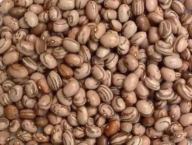 Eye Of The Goat Bean Seed, also known as, Ojo de Cabra Bean - Caribbean garden seed