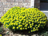 Euphorbia Seeds ,Cushion Spurge, Perennial Flowers - Caribbean garden seed
