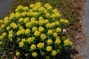 Euphorbia Seeds ,Cushion Spurge, Perennial Flowers - Caribbean garden seed
