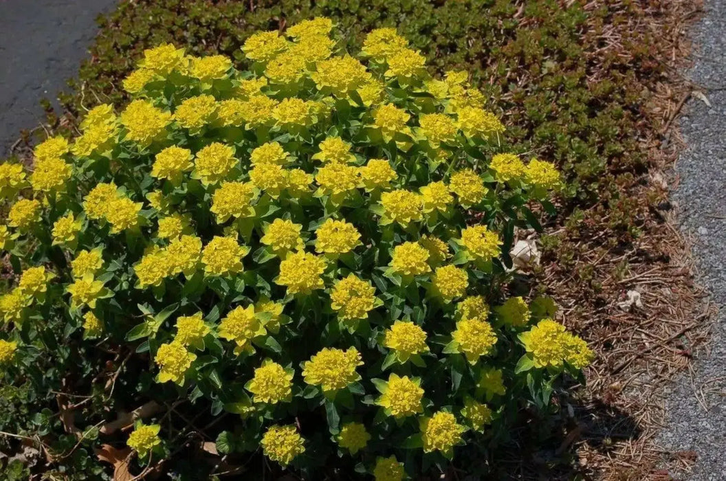 Euphorbia Seeds ,Cushion Spurge, Perennial Flowers - Caribbean garden seed