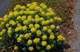Euphorbia Seeds ,Cushion Spurge, Perennial Flowers - Caribbean garden seed