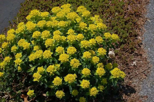 Euphorbia Seeds ,Cushion Spurge, Perennial Flowers - Caribbean garden seed
