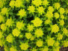 Euphorbia Seeds ,Cushion Spurge, Perennial Flowers - Caribbean garden seed