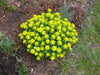 Euphorbia Seeds ,Cushion Spurge, Perennial Flowers - Caribbean garden seed