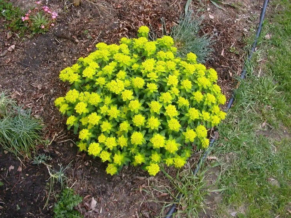 Euphorbia Seeds ,Cushion Spurge, Perennial Flowers - Caribbean garden seed