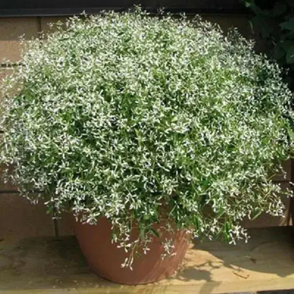 Euphorbia glitz ,LIVE STARTER PLANT, SILVER FOG - Caribbean garden seed