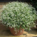 Euphorbia glitz ,LIVE STARTER PLANT, SILVER FOG - Caribbean garden seed